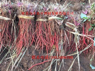 �����N�����l(f��)����ă�(y��u)�|(zh��)�����C