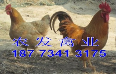 ����S�u�繩��