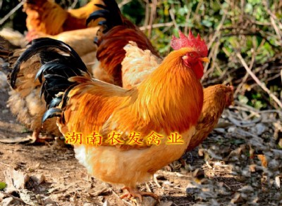 ��(y��u)�|(zh��)����S�u�����l(f��)|����S�u��r��