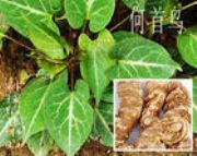 ����(y��ng)���מ���ȡ��