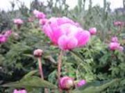 ����(y��ng)���g(sh��)��ȡ��