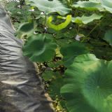 hdpe���BĤ�ڜ\ˮź�Nֲ�еđ�(y��ng)��