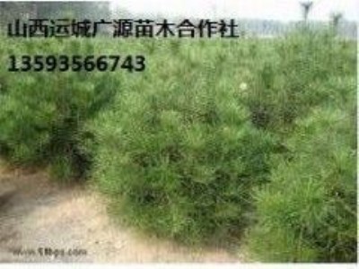 1.5�����ϰ�Ƥ�ɴ����̓r����