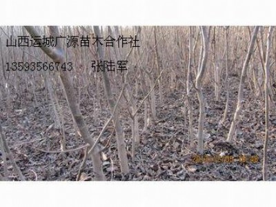 3��4���ֺ��Ҙ�����̓r���ݹ���