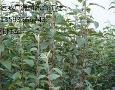 �O����������۸��N�O����̓r����