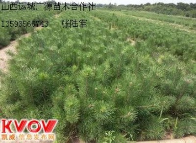 50���֠I�B(y��ng)����Ƥ�ɴ�������