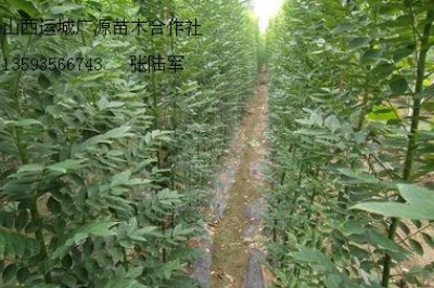 3�����������������̓r����