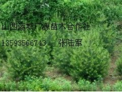 ��Ƥ�ɴ����̓r����1-1.5�װ�Ƥ��