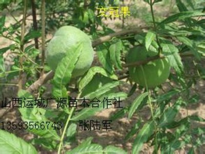 �Ĺڹ����}��������̓r����