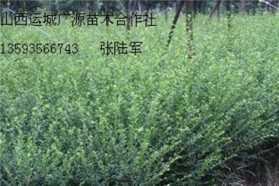 �������Ĺڹ����}�����������