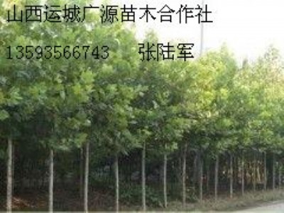 5��6���ַ�ͩ�����̓r����