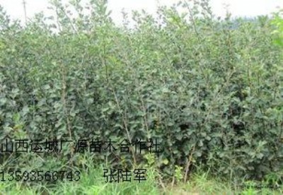 ��������ɽ����O����r�񃞻�