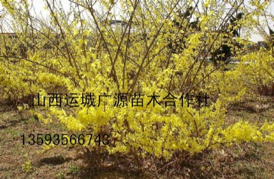 �B�N��������ۡ�1�����B�N��