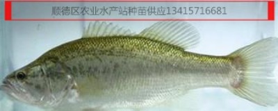 �����|����