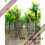 ���Ϲ���ɫ�������Ľ��~��(�D)