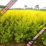 ����M����Ůؑ(�D)