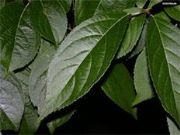 ����������ȡ��