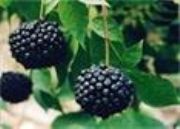 �����������ȡ��