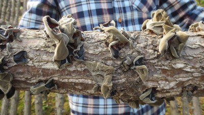 ���h��ľ���ļҺã�