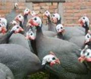 �V�������u�磬�r��������B(y��ng)ֳ