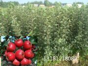 �R�ʃr�������ɽ高��硤�S��ֱ�N�����r�������ɽ高���r��