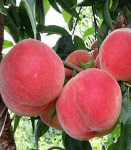 �VԪ�Ҙ������c���VԪ�Ҙ���r�񣬏VԪ�Ҙ���Nֲ���g