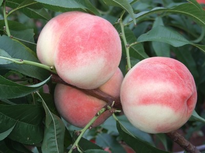 �����Ҙ�����ݣ������Ҙ����޼��������Ҙ���a��