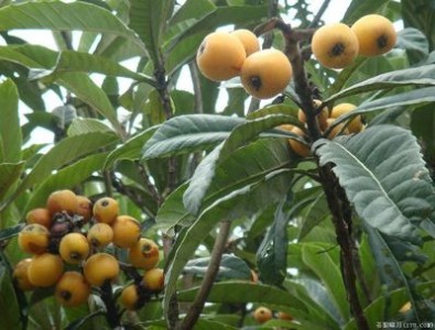 ���C������������a(ch��n)�������C�����������繩��(y��ng)�����C����������