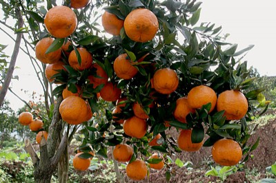 �V����Ҋ�����l���V����Ҋ�����