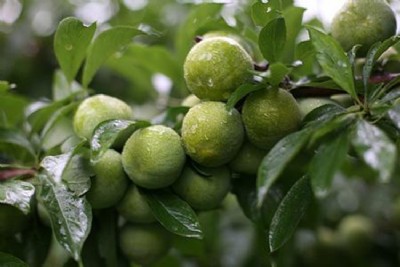 �Ĵ��P��������a(ch��n)�����Ĵ��P�������繩��