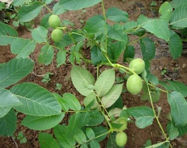 �F�����������a��