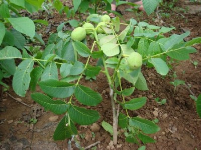 �½����������޽�