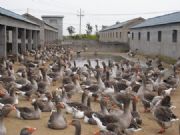 �����Z��r��|Ȫ���Z��r��|(�D)