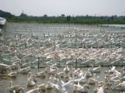 �����麣�Z��r��|�麣�Z������Xһֻ(�D)