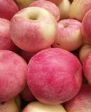 ɽ�|�t��ʿ�O���r��