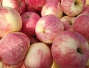 ɽ�|�t��ʿ�O�����l�r��