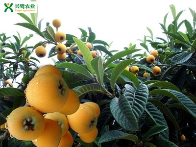 �ؑc������Ʒ�N���r�����c���������Nֲ���g