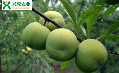 ����������༼�g(sh��)