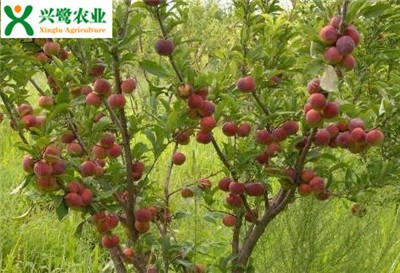 �Ĵ���t�������������t�����繩����������r��