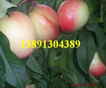 ������҃r������������l����5̖���Үa�ػ���