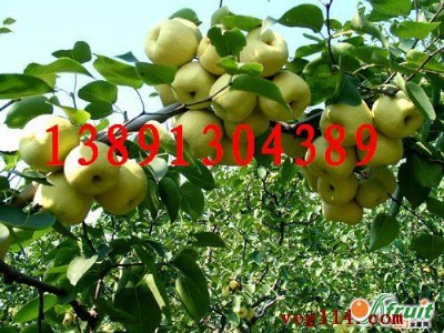 �������r(ji��)���������������l(f��)�Xɽ����a(ch��n)��ؕ�����