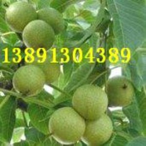 ������҃r����Ƥ���Үa�������������������҃r��