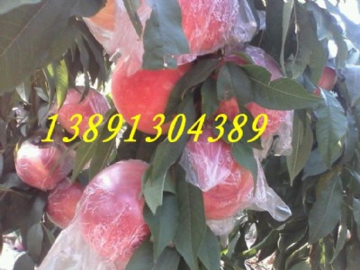 ���ɳ�t�҃r�����������l���A�����a��Խһ̖ë�Ҵ��k