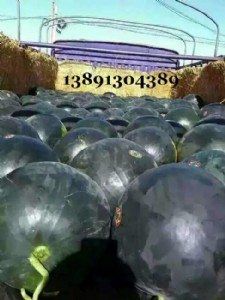 �������ڟo�����Ϯa�����l�r��