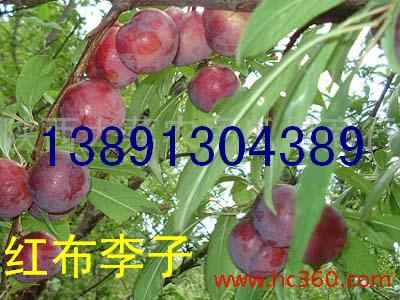 ������ӻ��ؼt�������Ӻڌ�ʯ���Ӯa��