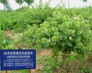 ����(y��ng)���y�� ���y���N��(�D)