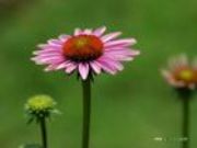 ���F����ȡ��Echinacea P.(�D)