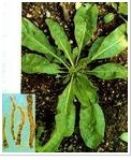 ���{(l��n)����ȡ��Radix isatid(�D)