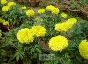 �f�۾���ȡ��Marigold P.E(�D)