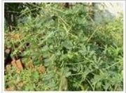 �Q������ȡ��Cassia Seed(�D)